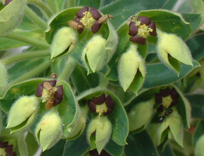 Euphorbia characias / Euforbia cespugliosa